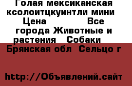 Голая мексиканская ксолоитцкуинтли мини › Цена ­ 20 000 - Все города Животные и растения » Собаки   . Брянская обл.,Сельцо г.